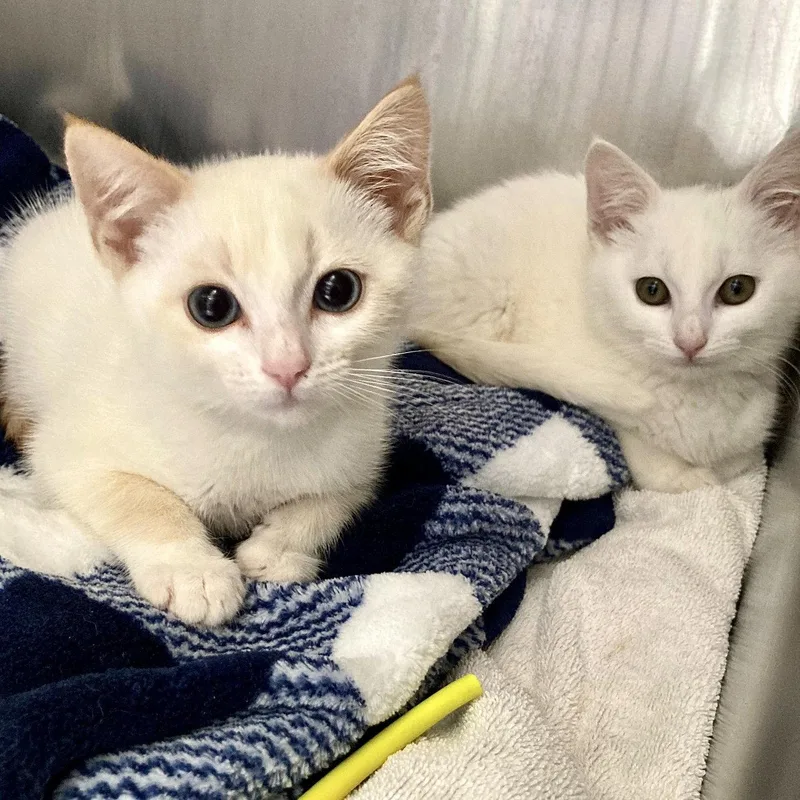 A baby small-sized male White Domestic Short Hair cat named Ghost for adoption in Oakland, CA
