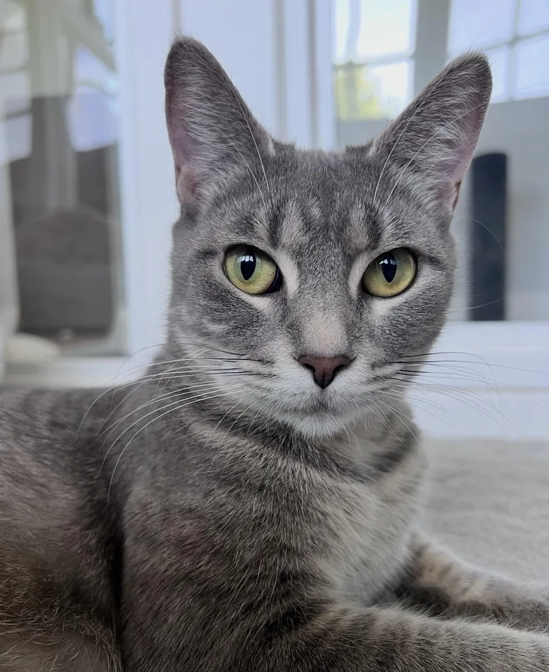 A young small-sized female Domestic Short Hair cat named Pearly for adoption in Lockport, IL