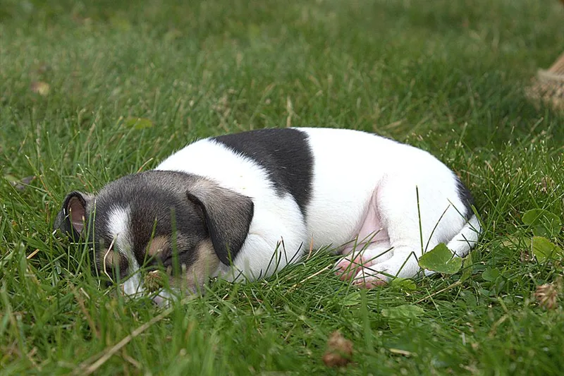 Holstein thumbnail 3