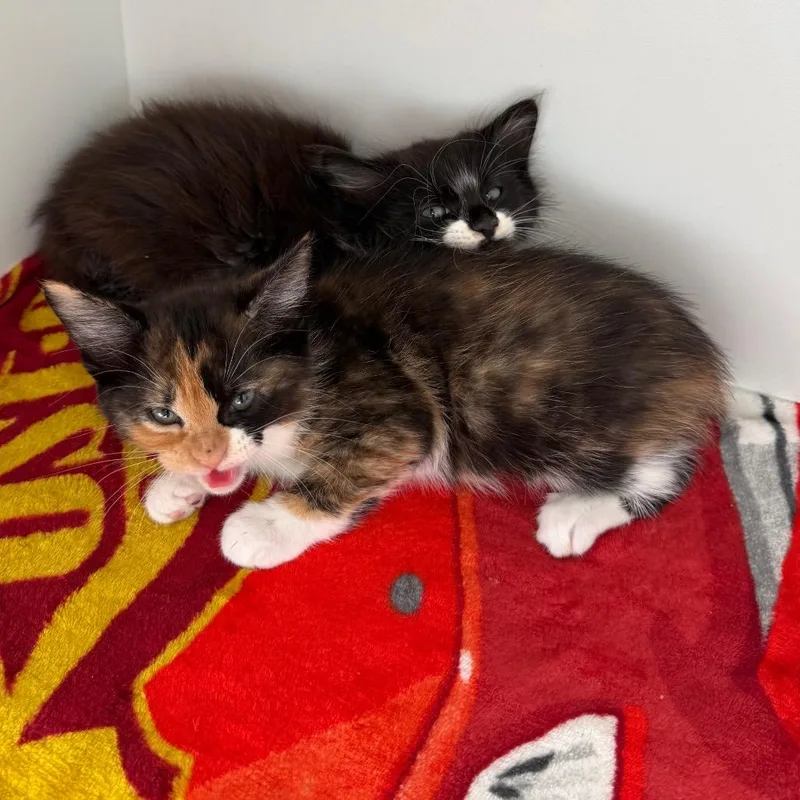 A baby small-sized female Calico Domestic Short Hair cat named Opal for adoption in Port Richey, FL