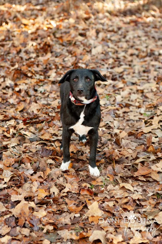 A young medium-sized male Black Jack Russell Terrier dog named Toby for adoption in Shawnee, OK