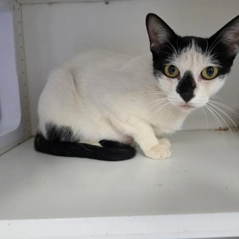 A young small-sized female White Domestic Short Hair cat named Cookie for adoption in Duncan, OK