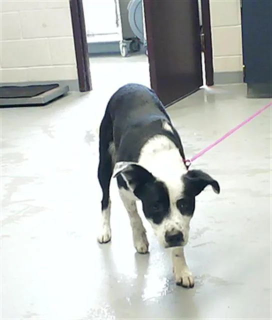 A young medium-sized male Labrador Retriever dog named Will for adoption in Fayetteville, NC