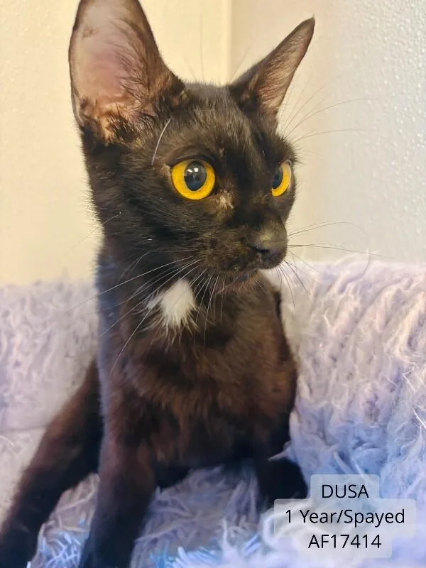 An adult medium-sized female Black Domestic Short Hair cat named Dusa for adoption in Supply, NC