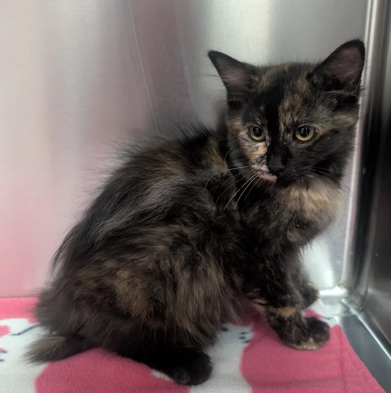 A young small-sized female Tortoiseshell Domestic Short Hair cat named Tabitha for adoption in New Ulm, MN