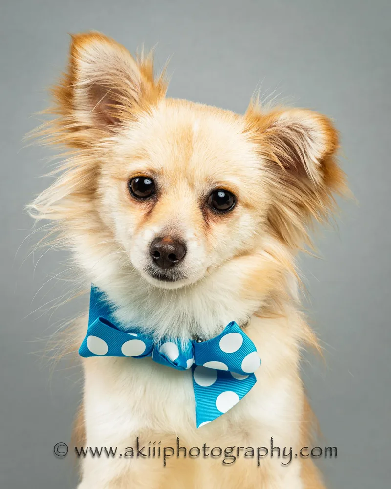 Susie  Long Coat thumbnail 2