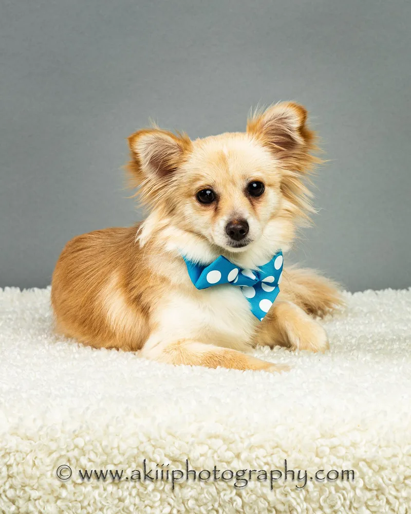 Susie  Long Coat thumbnail 3