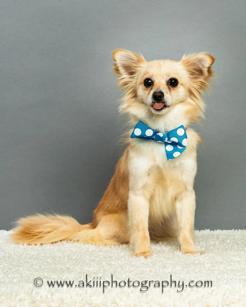 Susie  Long Coat thumbnail 4