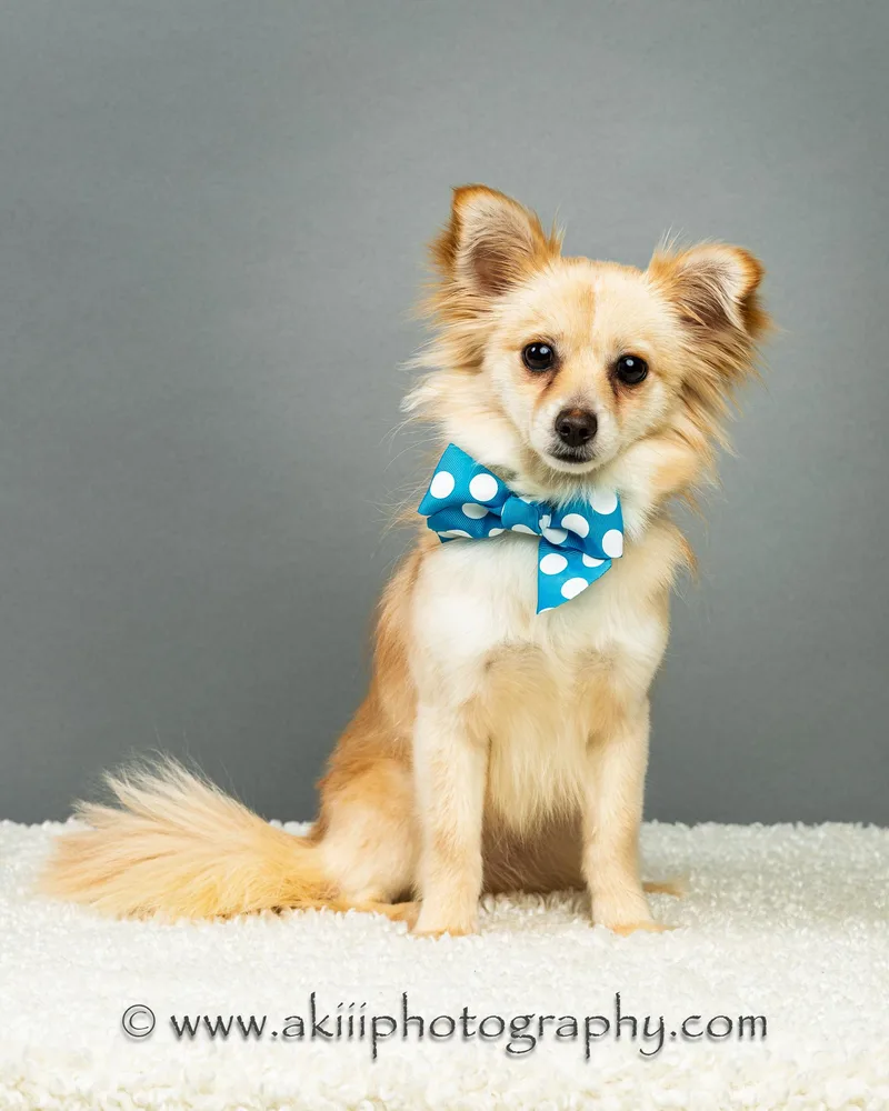 Susie  Long Coat thumbnail 5