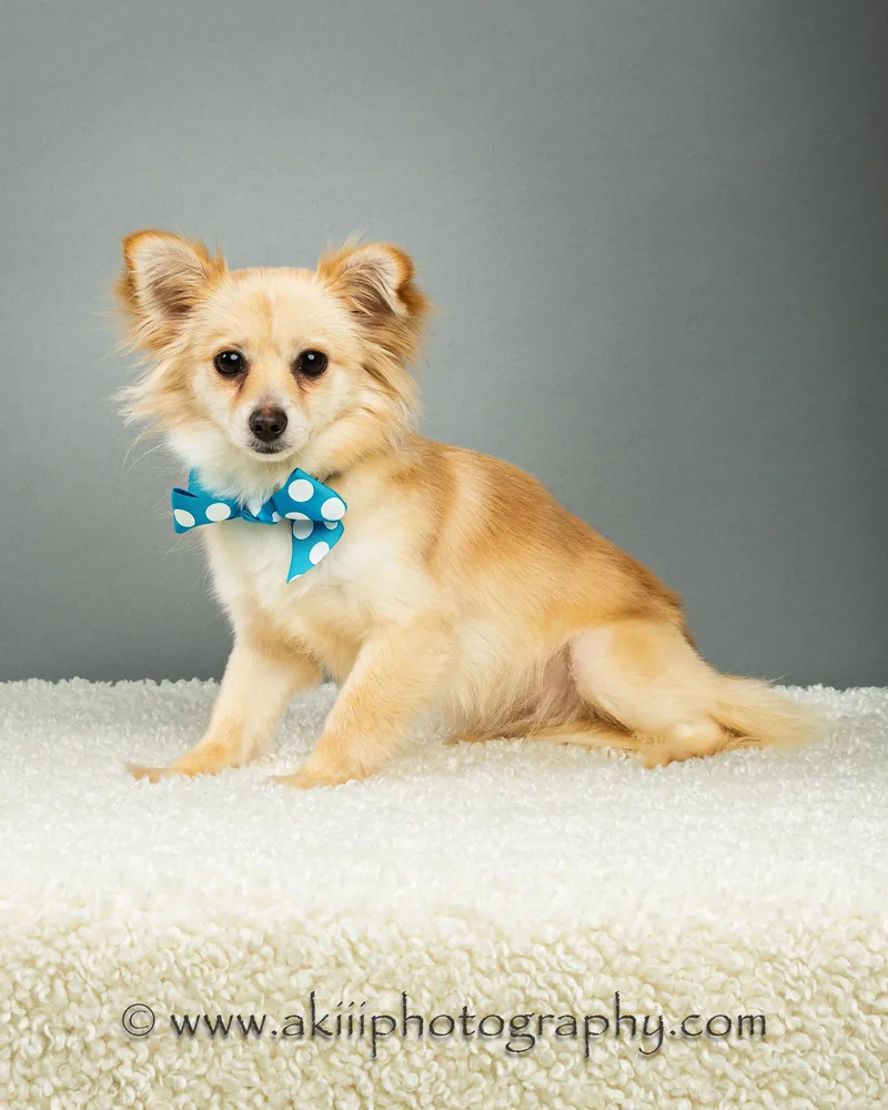 Susie  Long Coat thumbnail 6