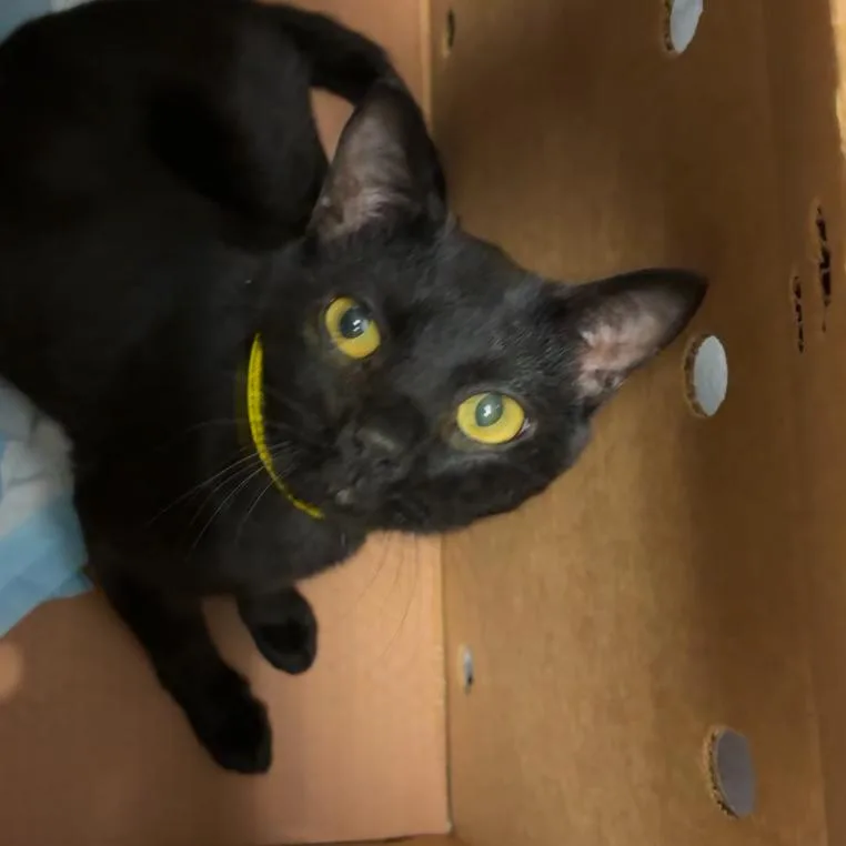 A young medium-sized male Black Domestic Short Hair cat named Toucan for adoption in Greenville, SC
