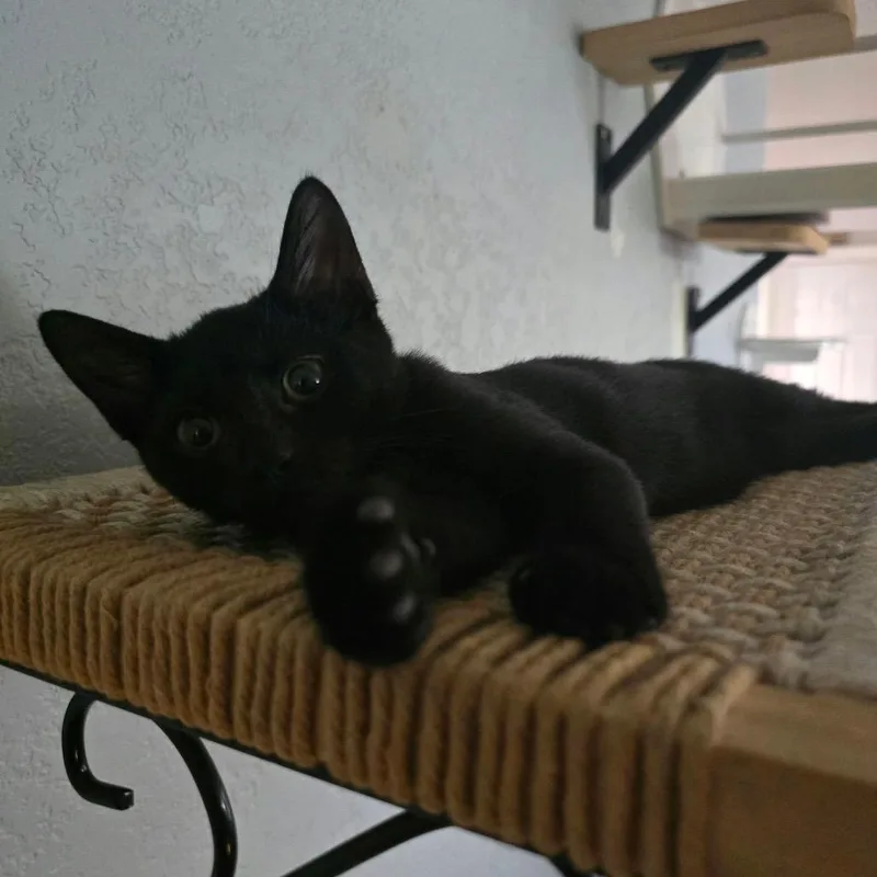 A baby small-sized female Domestic Short Hair cat named Anni for adoption in Port Richey, FL