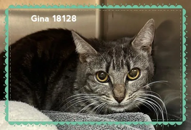An adult medium-sized female Tabby (Gray / Blue / Silver) Domestic Short Hair cat named Gina for adoption in Marietta, GA