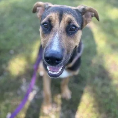 A young medium-sized female Black Mixed Breed dog named Chloe for adoption in Fernandina Beach, FL