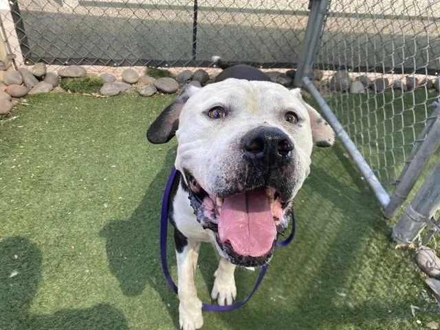 An adult large-sized male Pit Bull Terrier dog named Hamwich for adoption in Phoenix, AZ