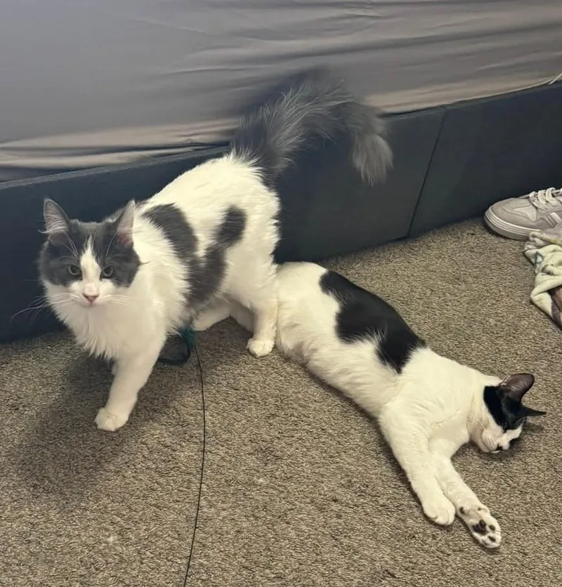 Brad Pitt thumbnail 4