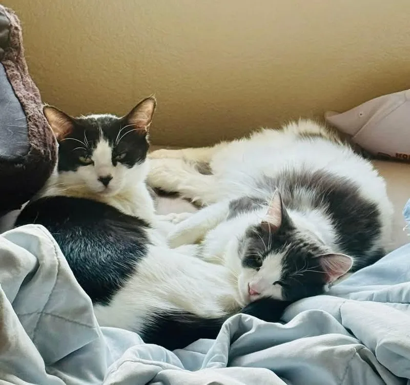 Brad Pitt thumbnail 5