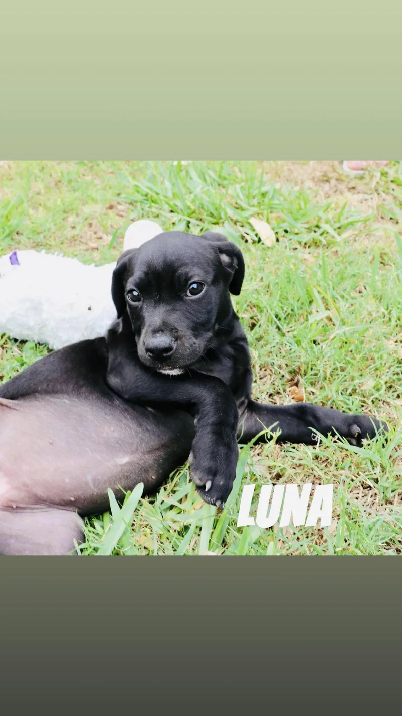 Luna  Tx thumbnail 2