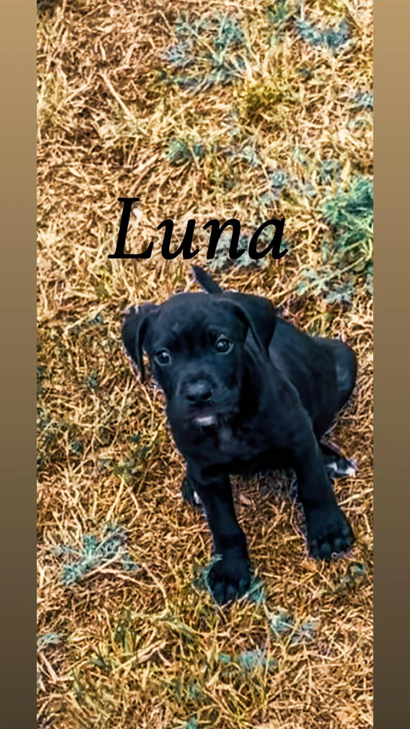 Luna  Tx thumbnail 3