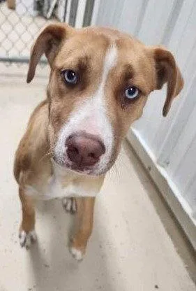 A young medium-sized female Mixed Breed dog named Ruby for adoption in Sullivan, IN