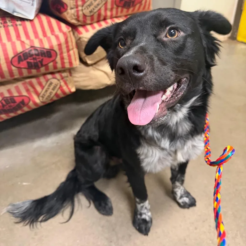 An adult medium-sized male Black Australian Shepherd dog named Scooby for adoption in Bryan, TX