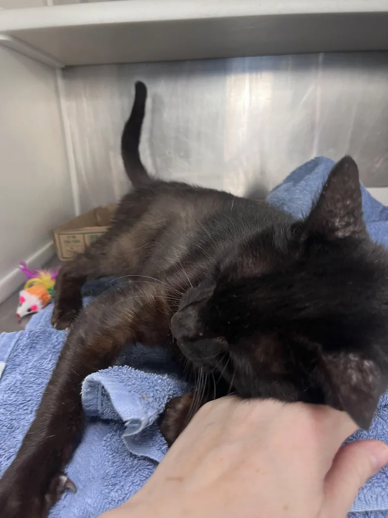 An adult large-sized male Domestic Short Hair cat named Deigo for adoption in Carrollton, GA