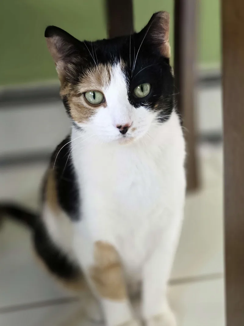 An adult medium-sized female Calico Domestic Short Hair cat named Truffle for adoption in Piscataway, NJ