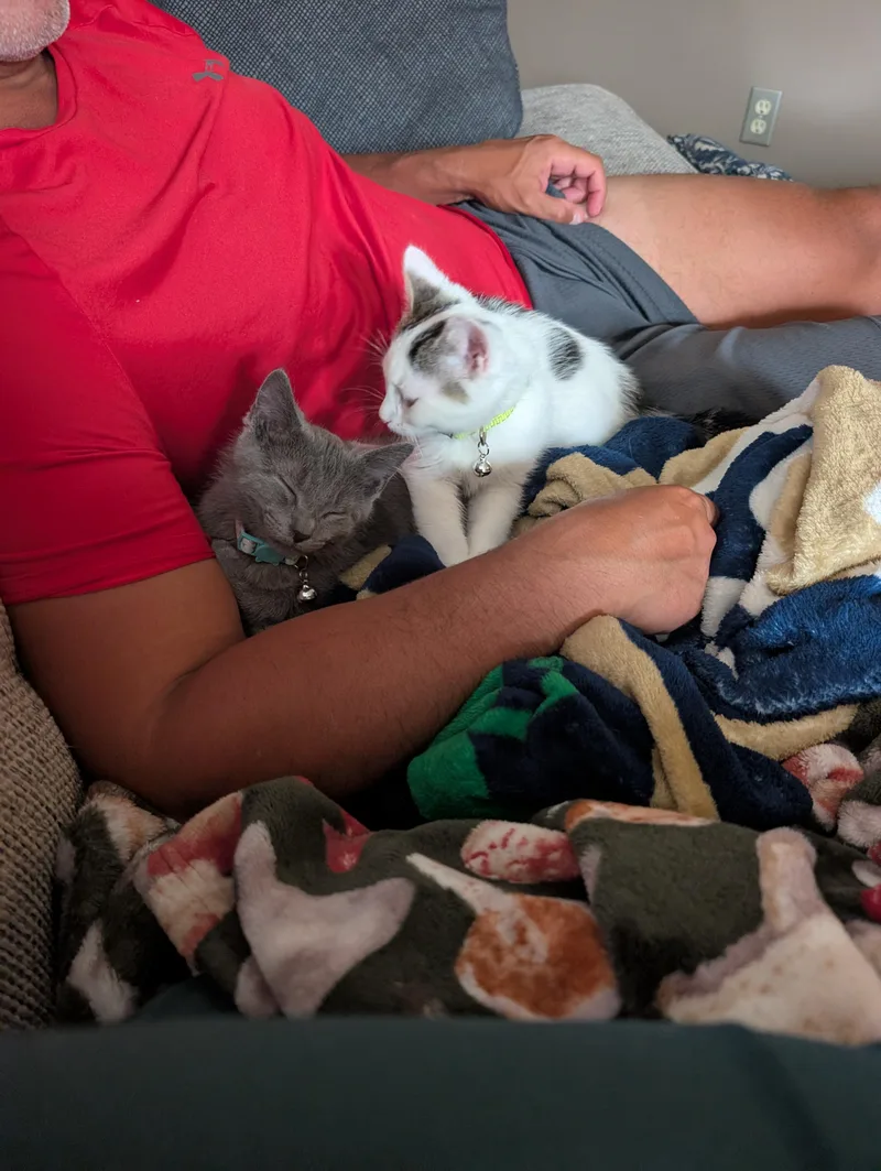 A baby medium-sized male Buff & White Domestic Short Hair cat named Poptart for adoption in Kenosha , WI