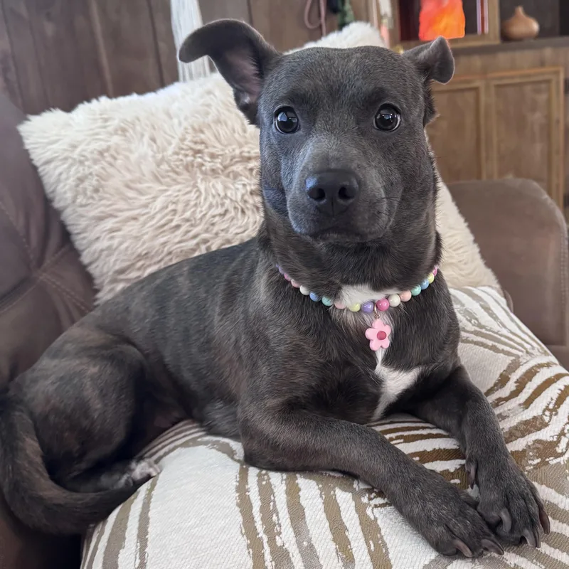 A young small-sized female Dachshund dog named Isha for adoption in Whittier, CA