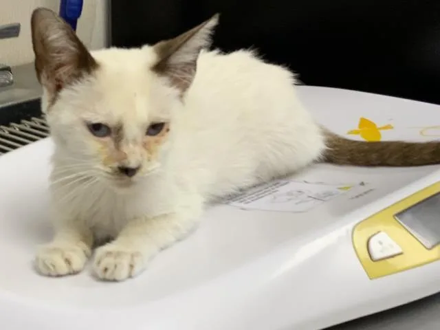 A baby small-sized male Siamese cat named A for adoption in Visalia, CA
