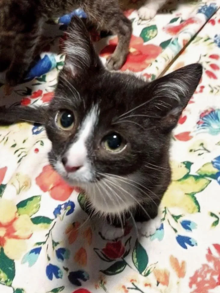 A baby small-sized male Domestic Short Hair cat named Mikey for adoption in Hartsville, SC
