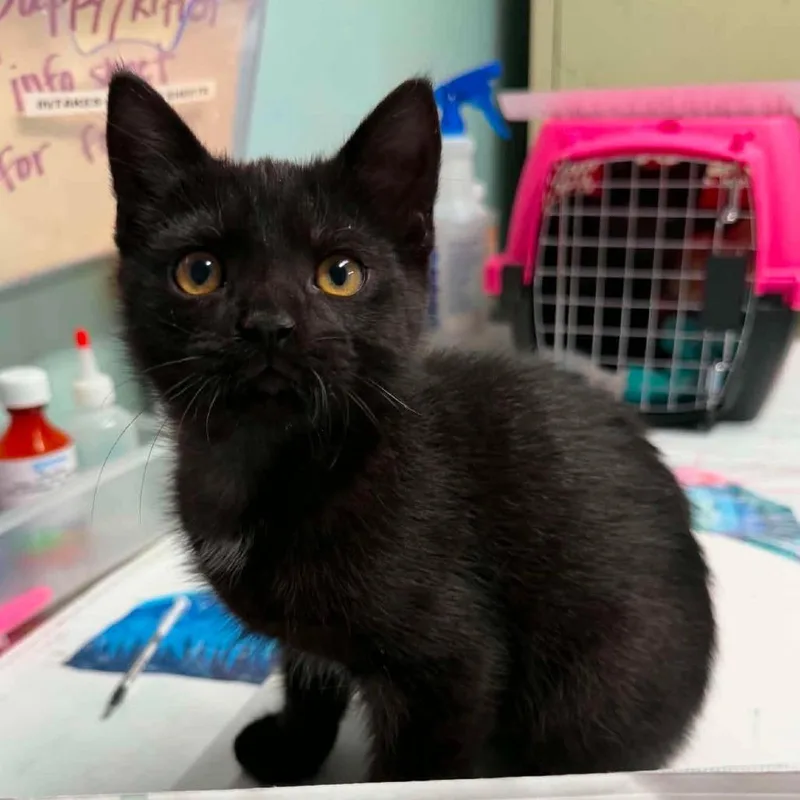 A baby small-sized male Black Domestic Short Hair cat named Small Fry for adoption in Edwardsville, IL