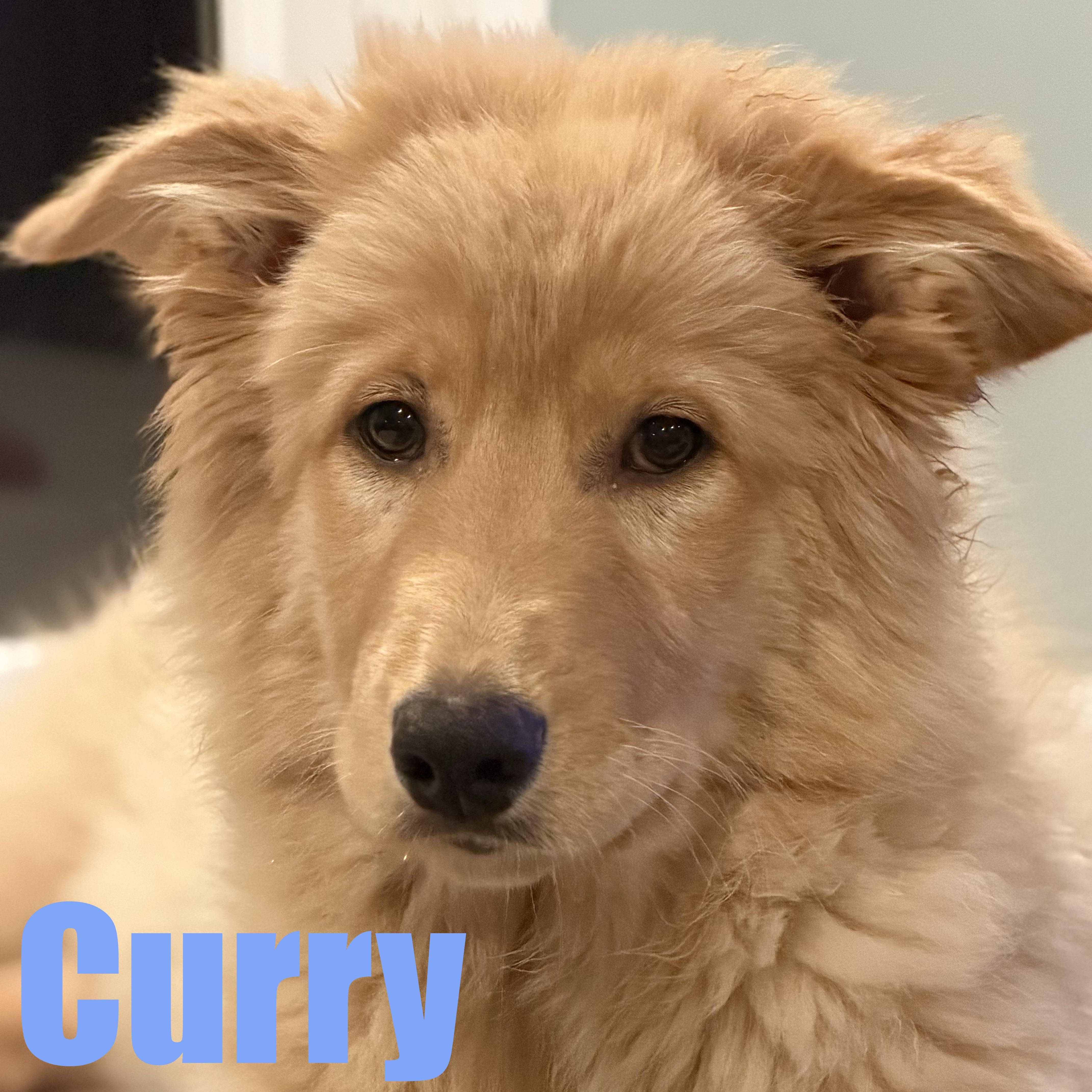 A baby large-sized male Shepherd dog named Curry for adoption in Ellicott City, MD