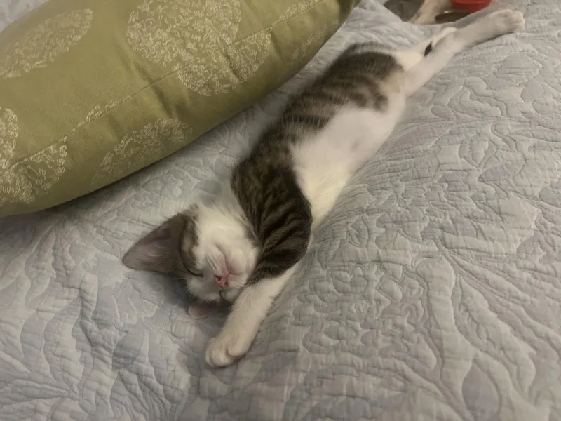 Morty bonded with Summer