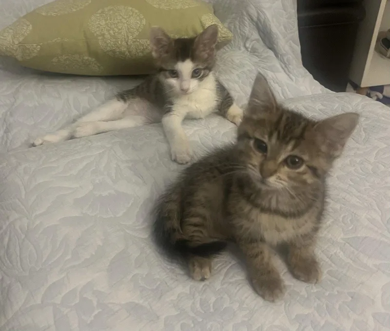 Morty bonded with Summer thumbnail 3