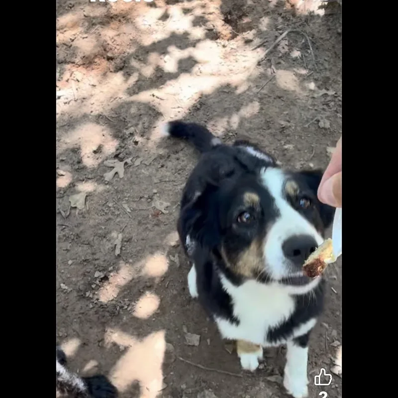An adult medium-sized female Tricolor (Brown, Black, & White) Australian Shepherd dog named Bella for adoption in Louisburg, KS