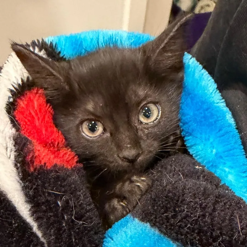 A baby small-sized female Black Domestic Medium Hair cat named Black Jack for adoption in Midland, TX