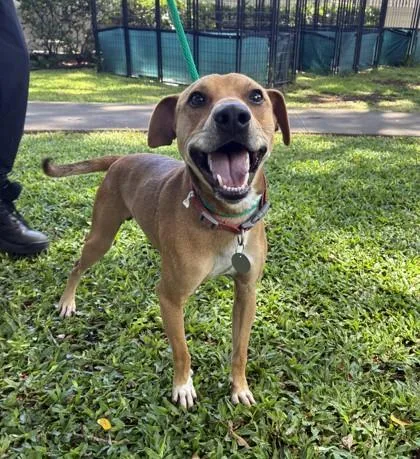 An adult medium-sized male Mixed Breed dog named Toasty Bagel for adoption in Honolulu, HI