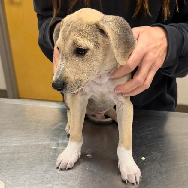 Pemberton U thumbnail 2