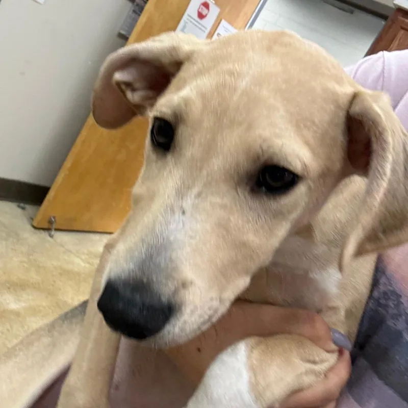 Pemberton U thumbnail 3