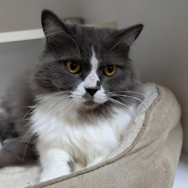 An adult medium-sized female Gray & White Persian cat named Prada for adoption in Accident, MD