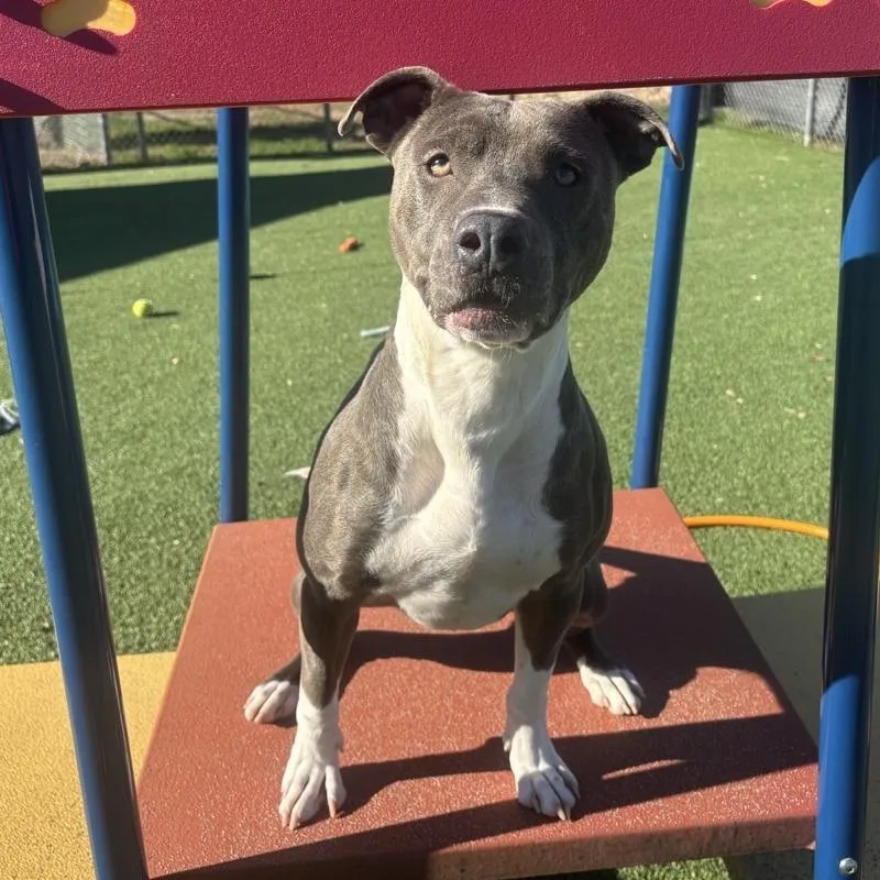 An adult medium-sized male Gray / Blue / Silver Pit Bull Terrier dog named Bobby for adoption in Chattanooga, TN
