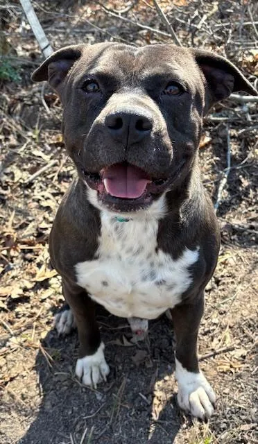 A young medium-sized male Black American Bulldog dog named Brutus for adoption in Andover, MA