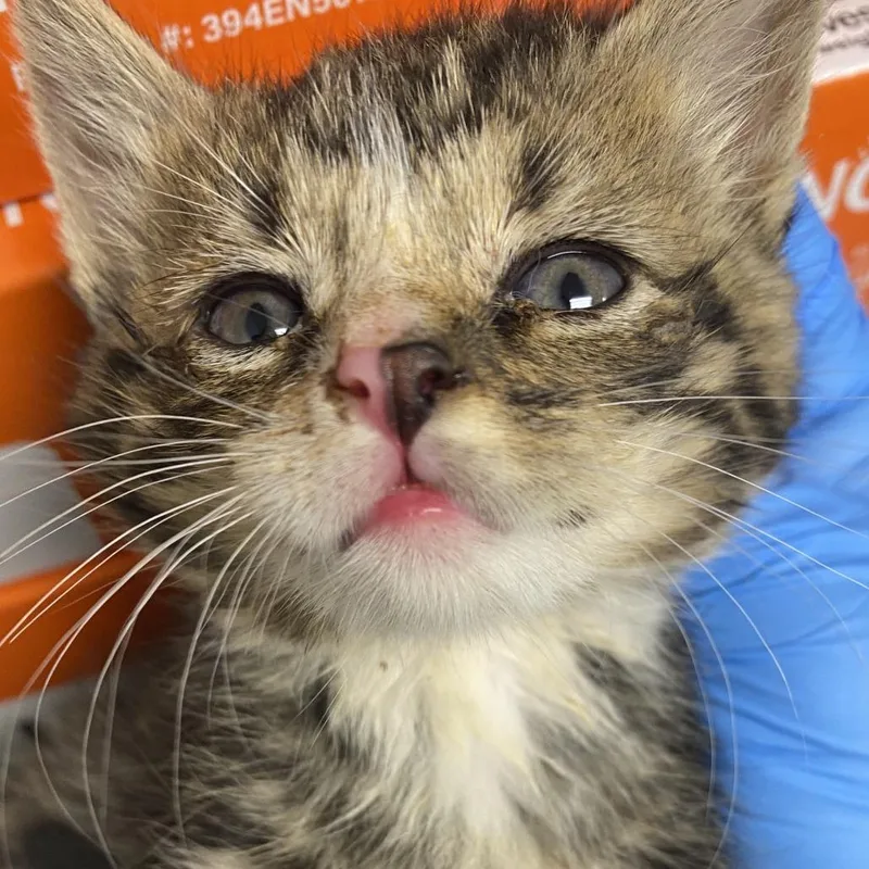 A baby small-sized female Brown / Chocolate Domestic Short Hair cat named 71018 for adoption in Harrisonburg, VA