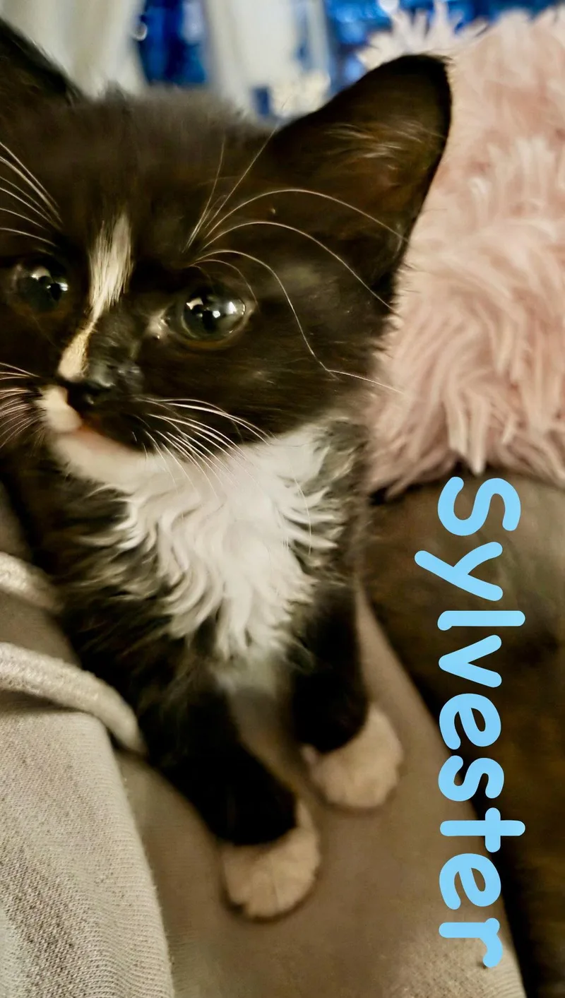 A baby medium-sized male Black & White / Tuxedo Domestic Short Hair cat named Sylvester for adoption in Reston, VA