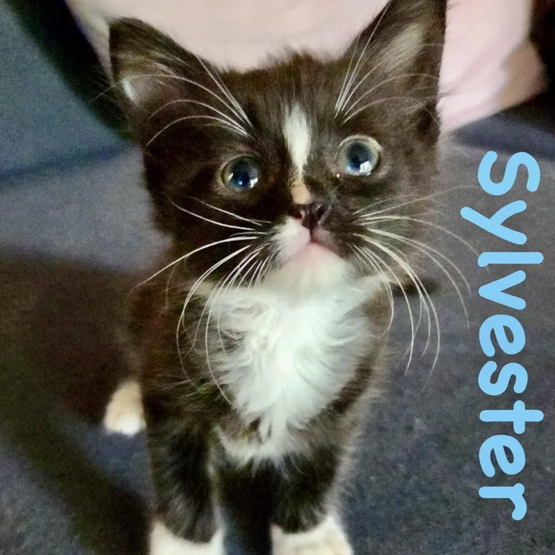 Sylvester thumbnail 2
