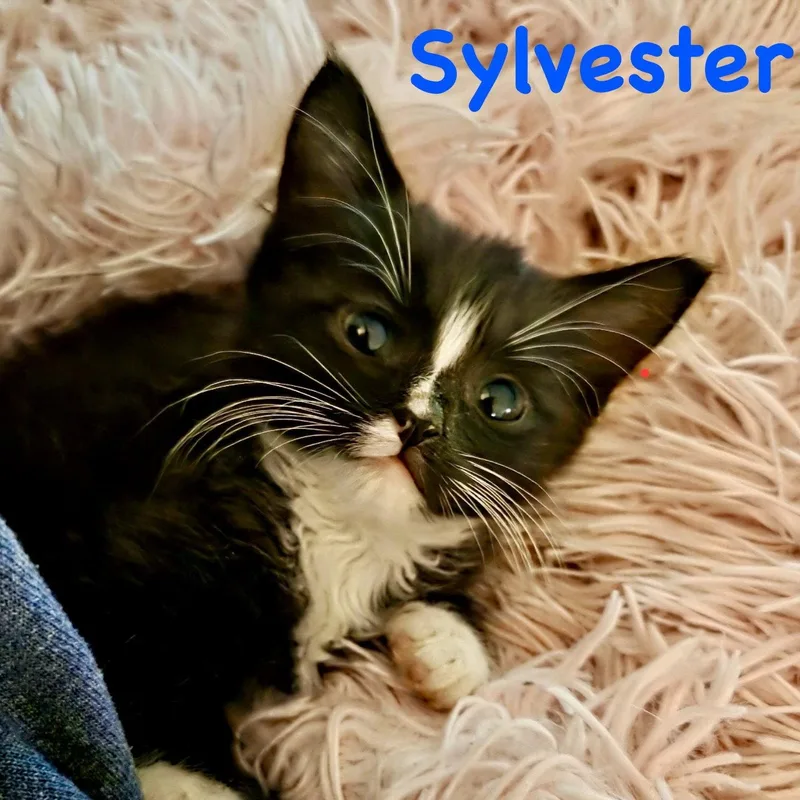 Sylvester thumbnail 3