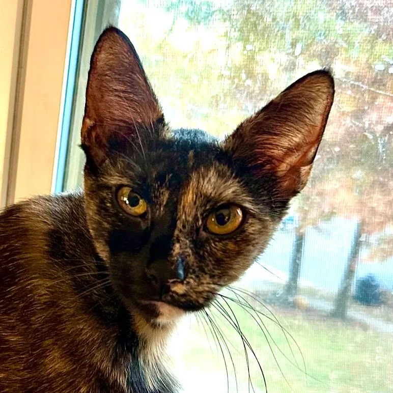 An adult small-sized female Tortoiseshell Domestic Short Hair cat named Theodora Rinaldi for adoption in Merrifield, VA