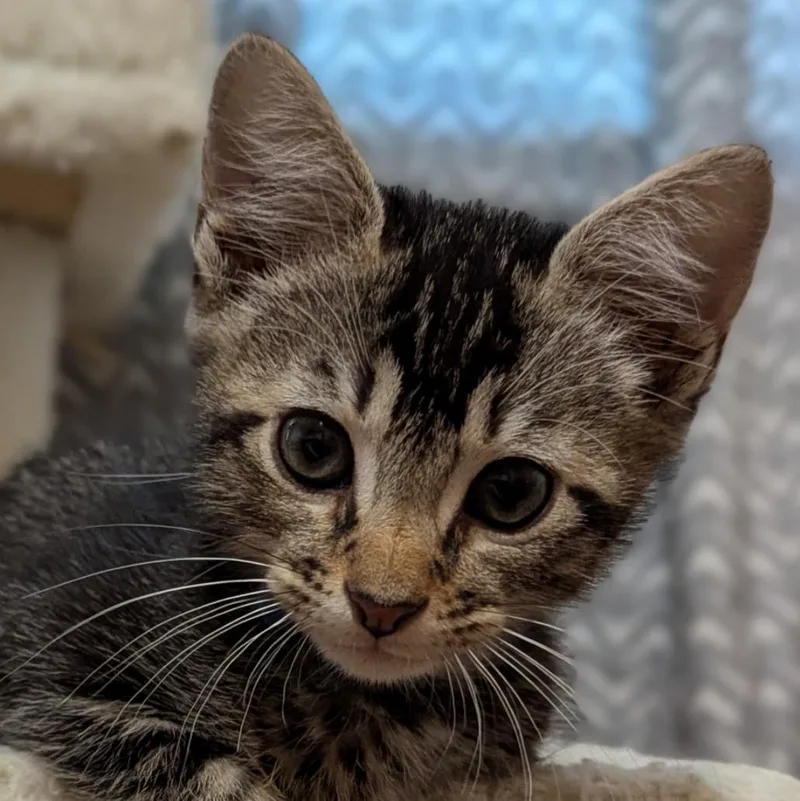 A baby small-sized male Tabby (Brown / Chocolate) Domestic Medium Hair cat named Oak for adoption in Liverpool, TX