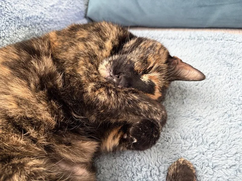 An adult medium-sized female Domestic Short Hair cat named Mabel for adoption in Stewartsville, NJ